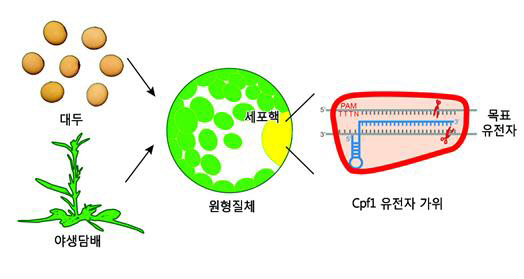 DNA를 매개로 하지 않고 신형 유전자가위인 Cpf1을 직접 대두와 야생담배 식물세포에 주입해 유전자를 교정하는 개념도.  IBS 제공